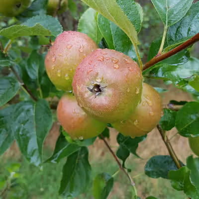 Mannington's Pearmain